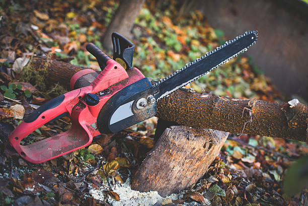 How Our Tree Care Process Works  in  Kingsland, TX